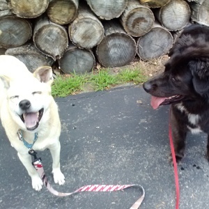 Fundraising Page: Carolyn DeGenova